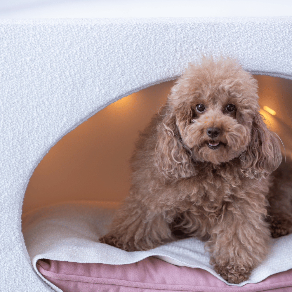 Double Pods Pet Bed - Modern White Boucle Design